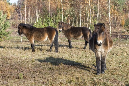 Equus ferus caballus, exmoor pony, Germany, Greiz, horse, odd-toed ungulates, perissodactyla, P&ouml;llwitzer Wald, Thuringia, grazing, domesticated animals, extensive grazing, pet, heather care, horses, house pet, mammals, horses, pony, mammals, unpaired ungulates