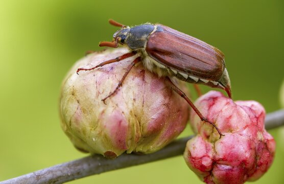 Leaf horn beetle, field may beetle, common may beetle, may bug, melolontha melolontha, scarabaeidae, beetle, cockchafer, coleoptera, doodlebug, insects, beetles