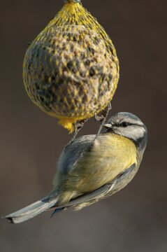 Blue tit, parus caeruleus, birds, feeding, high size, portrait format, tits, passeri, songbirds, tits, birds, winter feeding