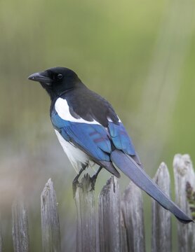 Magpie, pica pica, birds, corvidae family of birds, garden fence, garden fence, high size, portrait format, passeri, corvids, songbirds, songbirds, birds