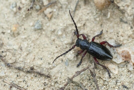 Dorcadion pedestre, red-legged walker longhorn beetle, red-legged earthbuck, Bulgaria, insects, beetles