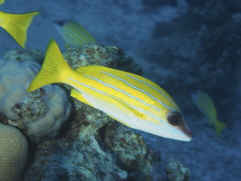 Bluestripe snapper (Lutjanus kasmira), Abu Fendera dive site, Red Sea, Egypt