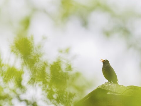 Singing blackbird (Turdus merula) on a roof in a blurred, natural environment, Hesse, Germany