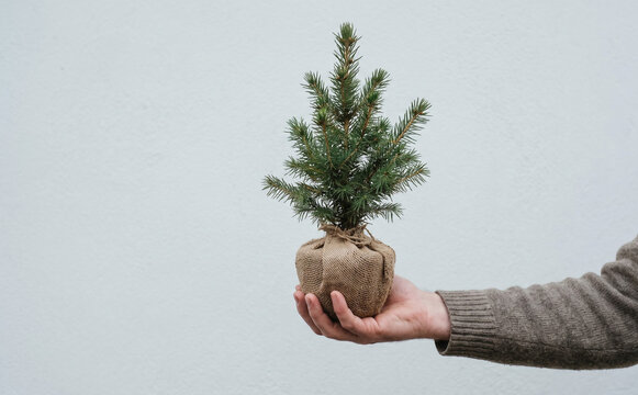 Small pine tree in burlap sack held by man hand representing environmental care and sustainable planting