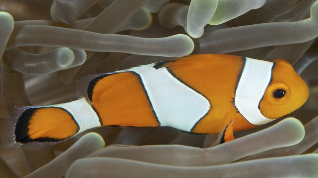Close-up of an Ocellaris Clownfish (Amphiprion ocellaris), Nemo, swimming amongst the tentacles of his sea anemone, at the Spice Reef dive site, Penyapangan, Bali, Indonesia