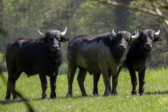 Artiodactyla, Bubalus Arnee, even-toed ungulate, cloven-hoofed, water buffalo, water buffalo, grazing, domesticated animals, extensive grazing, pet, landscape management, landscape preservation, mammals, mammals