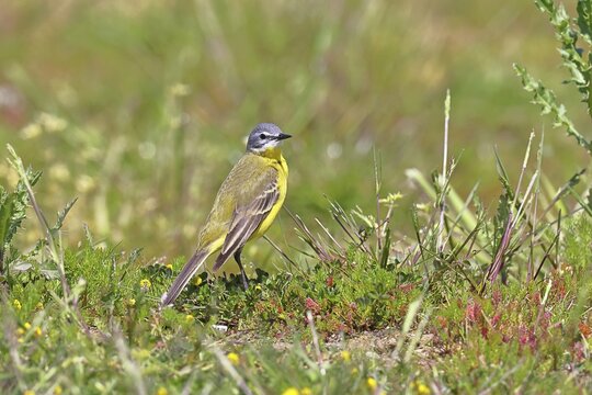 Yellow Wagtail (Motacilla flava) in a meadow, D&uuml;mmer, Lake D&uuml;mmer, Ochsenmoor, H&uuml;de, Lower Saxony, Germany