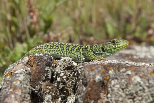 Ocellated lizard, pearl lizard, Timon lepidus, critters, lizards, extremadura, adolescent, jewelled lizard, juvenile, reptiles, lizards, reptilia, reptiles, Spain