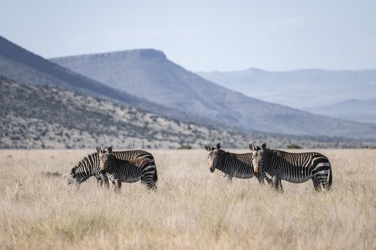Herd, Cape Mountain Zebra (Equus zebra zebra), adult animal, Mountain Zebra National Park, Eastern Cape, South Africa