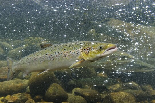 Swimming salmon (Salmo salar) under water, Laerdalsoyri, Norway
