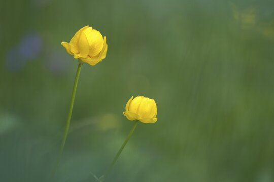 Budabin seed, buttercup, butter ball, butterrose, globe flower, goldhead, buttercup, ball ranunculus, ranunculaceae, trollflower, trollius europaeus, flora, plants, plants