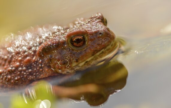 Bufo bufo, common toad, amphibians, amphibians, amphibians, amphibians