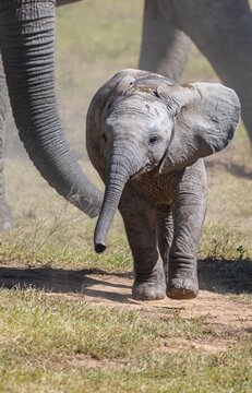 Cute little elephant, young animal, herd of African elephants (Loxodonta africana), Addo Elephant National Park, Eastern Cape, South Africa