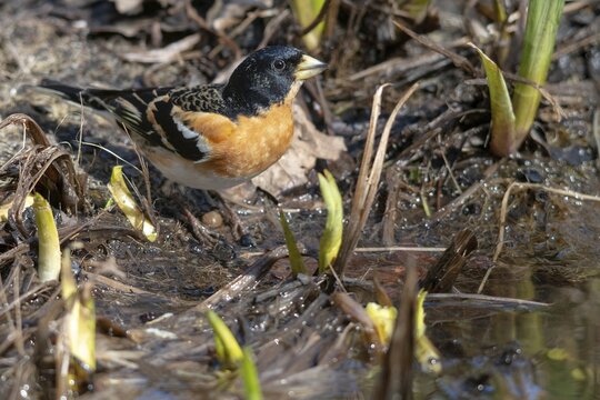 Mountain Finch, Brambling, Fringilla Montifringilla, Bath, Bird Bath, Birds, Passeri, Songbirds, Potions, Birdbath, Birds, Watering Place