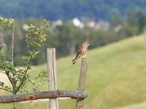 Kestrel (Falco tinnunculus), a young bird looking out over the countryside, Solms, Hesse, Germany