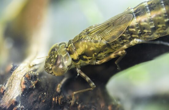 Aeshna cyanea, blue-green mosaic maiden, southern hawker, anisoptera, dragonflies, insects, larva, larva, dragonflies, odonata