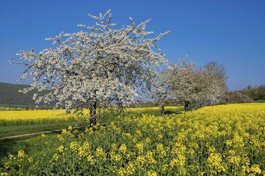 Blooming cherry trees on a rapeseed field near Bevern in the Weser Hills, Bevern, Holzminden, Lower Saxony, Germany