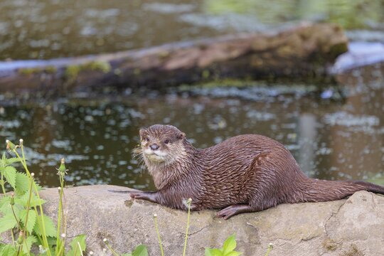 On a sunny day, an oriental small-clawed otter (Aonyx cinerea) is resting on a rock by the riverbank. India to Southeast Asia, islands of Sumatra, Java, Borneo and Palawan