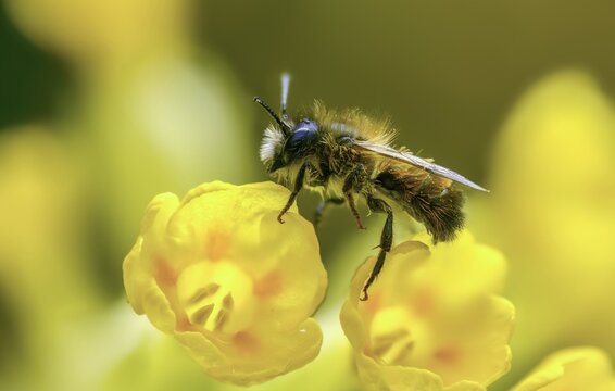 Apidae, bees, horned mason bee, hymenoptera, mason bee, osmia cornuta, insects, male, male