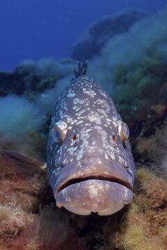 Large fish with detailed skin, Dusky Grouper (Epinephelus marginatus) (Mycteroperca marginatus), on the seabed, dive site marine reserve Port Cros, Provence Alpes C&ocirc;te d'Azur, France