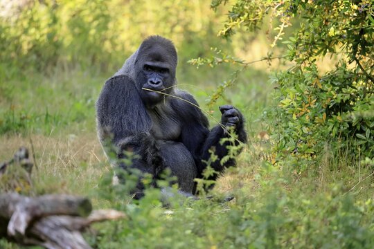Western gorilla (Gorilla gorilla), adult, male, silverback, sitting on the ground, eating