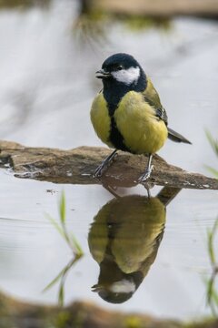 Great tit, great tit, parus major, bath, bird bath, birds, high size, portrait format, tits, passeri, songbirds, tits, drinking water, birdbath, birds, watering place