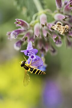 Common long-bellied hoverfly (Sphaerophoria scripta), on a catmint (Nepeta x faassenii) flower, Meienberg, Canton of Aargau, Switzerland