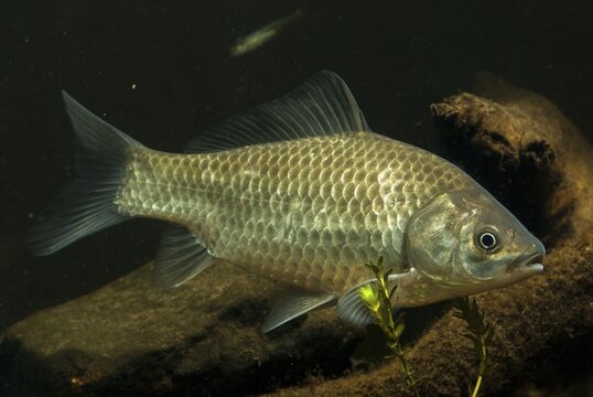 Carassius gibelio, pediment, prussian carp, silver carp, fish, fishes, pisces