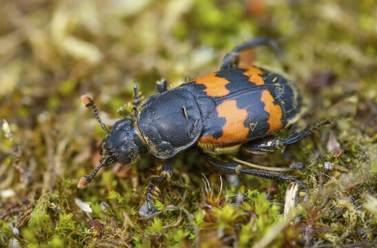 Common Burying Beetle, Common Gravedigger, Nicrophorus Vespillo, Beetle, Coleoptera, Insects, Beetles