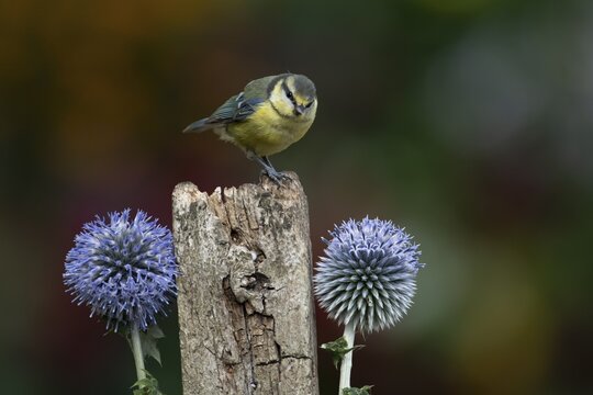 Blue tit (Cyanistes caeruleus) adult garden bird on a fence post, England, United Kingdom