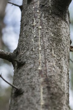 European spruce bark beetle, common spruce, pine family, Norway spruce, picea abies, pinaceae, tree, bark beetle, bark beetle nest, trees, spruce, flora, forestry, resin discharge, resins, high size, portrait format, intensive forestry, plants, damage pattern, tree, forest damage
