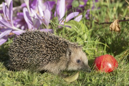 Erinaceus europaeus, hedgehog, insectivora, insectivora, insectivora, adolescent, juvenile, mammals, prickly, mammals, defensive