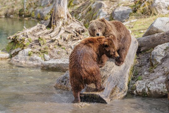 An adult female brown bear (Ursus arctos arctos) walks down a rotten tree trunk to the water. A young male is playfully attacking her on the tree trunk
