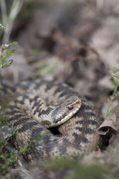 European adder, European viper, venomous snake, vipera berus, critters, poisonous, high size, portrait format, reptilia, reptiles, snakes, snakes