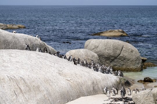 African penguin (Spheniscus demersus), Boulder Beach, Western Cape, Simon's Town, South Africa
