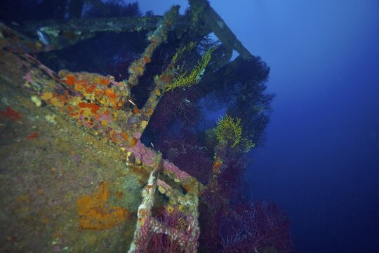 A shipwreck covered with colourful corals, Violescent sea-whip (Paramuricea clavata), in a deep blue underwater atmosphere, dive site Wreck le Donator, Giens Peninsula, Provence Alpes C&ocirc;te d'Azur, France