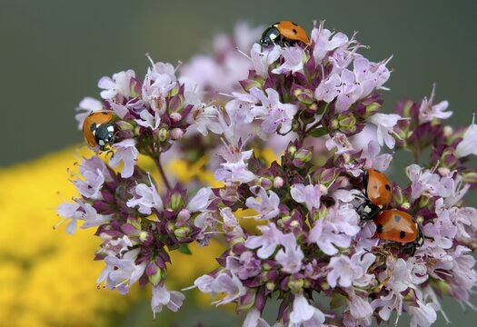 Coccinella septempunctata, seven-spotted ladybird, beetle, coleoptera, insects, beetles, seven-spot ladybird, seven-spotted ladybug
