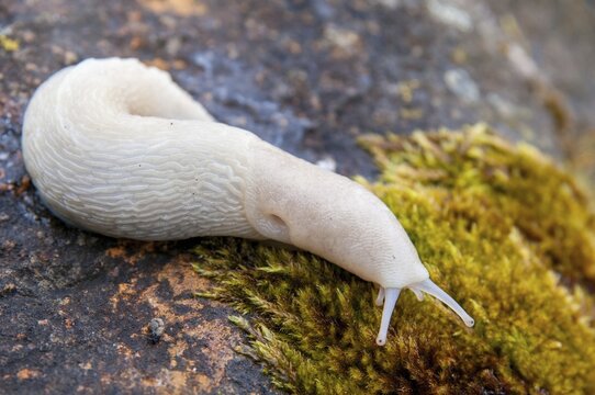 Black keel-back slug, limax cinereoniger, snowgel, black snowgel, albinism, gastropod, mollusca, snails, snails, molluscs