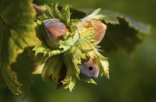 Betulaceae, birch family, corylus avellana, common hazel, hazel borer, hazel, hazel, common hazel, flora, fruit, nut, plants, plants