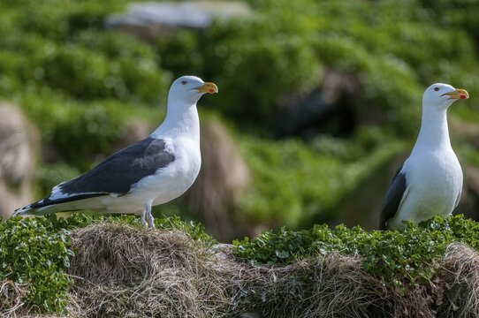 Black-backed gull, great black-backed gull, great black-headed gull, larus marinus, clotted gull, Norway, varanger, birds, charadriiformes, gulls, limbols, seagulls, birds