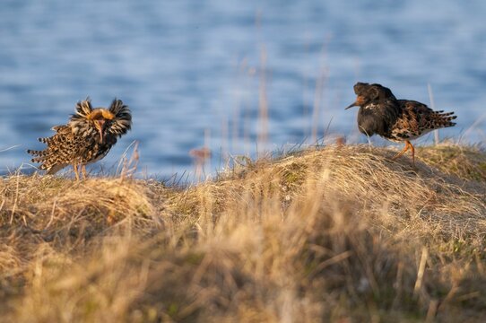 Calidris Pugnax, fighter runner, Norway, Philomachus Pugnax, ruff, varanger, courtship, courtship behavior, birds, charadriiformes, courtship display, limikolen, male, snipe birds, scolopacidae, birds, waders, waders, waders