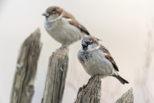 House sparrow, Passer domesticus, sparrow, birds, garden, garden fence, male, passeri, songbirds, song birds, sparrow, sparrow, sparrow, sparrow, sparrow, sparrow, birds