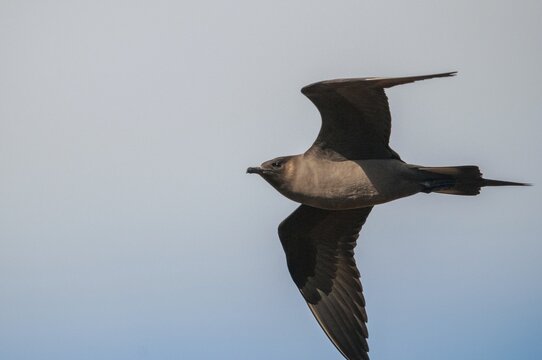 Arctic hunter, arctic skua, arctic tern, Norway, parasitic hunter, parasitic skua, parasite predatory gull, stercorarius parasiticus, varanger, birds, charadriiformes, flying, flight, limikolen, predatory gulls, stercorariidae, birds