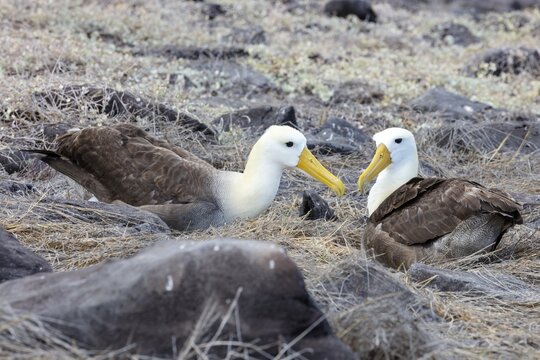 Galapagos albatross (Phoebastria irrorata), Galapagos, Ecuador