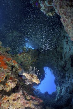 Pacific red lionfish (Pterois volitans) and school of red sea dwarf sweeper (Parapriacanthus guentheri) glassfish in cave. Dive site Shaab el Erg, Hurghada, Egypt, Red Sea