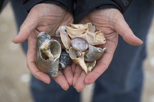 Woman presenting various mussels in her palms, Houvig Beach, North Sea, Denmark