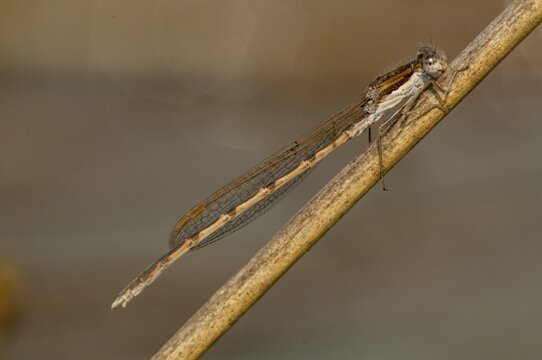 Common winter dragonfly, Sympecma fusca, winter damselfly, damselflies, dragonflies, insects, dragonflies, odonata, zygoptera