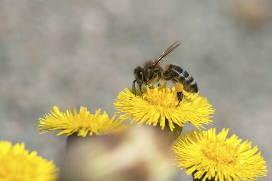 Apidae, apis mellifera, asteraceae, bees, European honey bee, European honeybee, hymenoptera, daisy, tussilago farfara, western honey bee, coltsfoot, flora, honey bee, honey bee, insects, plants, plants, wild bees