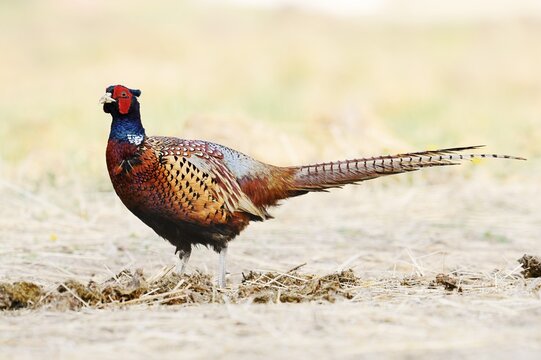 Pheasant or common pheasant (Phasianus colchicus), cock, North Rhine-Westphalia, Germany