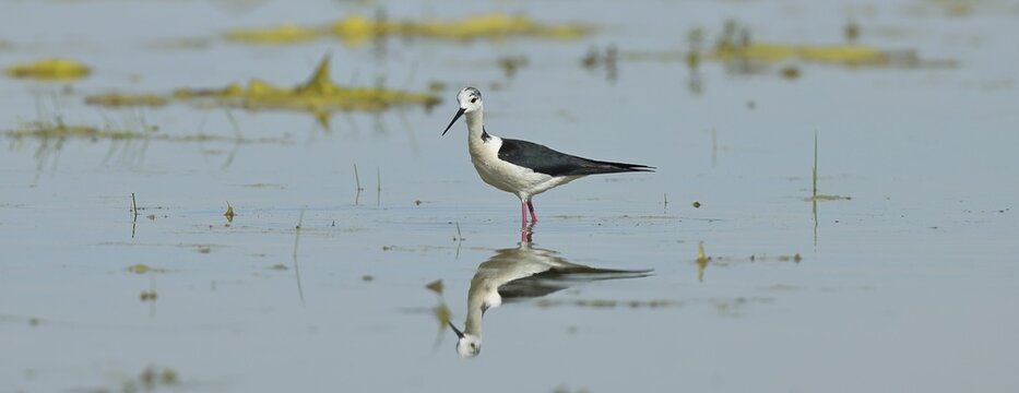 Black-winged Stilt (Himantopus himantopus) foraging in shallow water on the shore of a lake, reflection on water surface, wildlife, wading bird, animals, waterfowl, Lake Neusiedl National Park, Burgenland, Austria